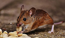 24 Hour & Emergency Exterminators in Univ of CA Riverside, CA